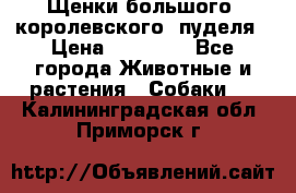 Щенки большого (королевского) пуделя › Цена ­ 25 000 - Все города Животные и растения » Собаки   . Калининградская обл.,Приморск г.